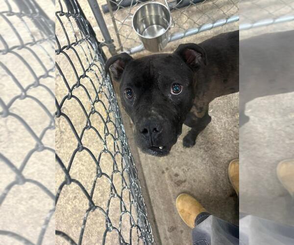 Medium Photo #2 American Pit Bull Terrier-Labrador Retriever Mix Puppy For Sale in Calgary, Alberta, Canada