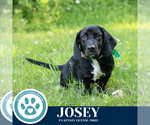 Small #2 Basset Hound Mix