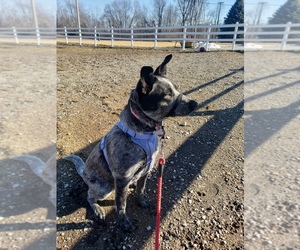 Australian Cattle Dog Puppy for sale in GREENFIELD, IN, USA