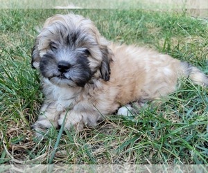 Zuchon Puppy for Sale in SHAWNEE, Kansas USA