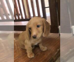 Dachshund Puppy for sale in LANCING, TN, USA