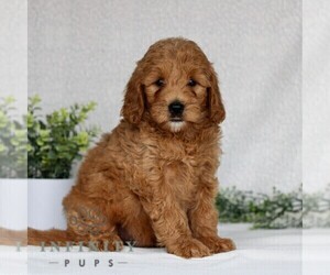 Goldendoodle (Miniature) Puppy for sale in EAST EARL, PA, USA