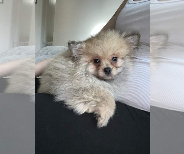 Medium Photo #3 Pomeranian Puppy For Sale in BEECH GROVE, IN, USA