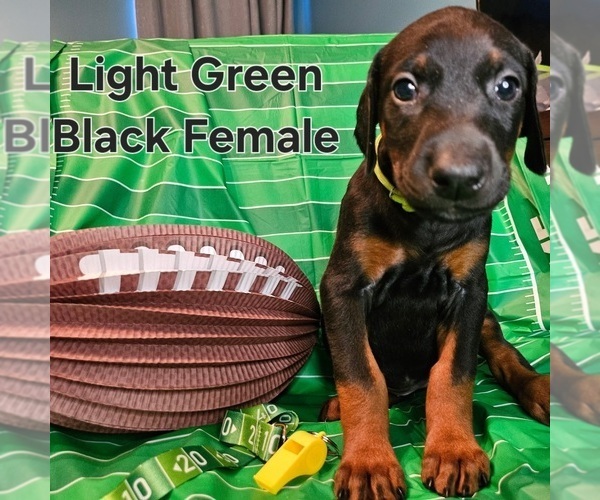 Medium Photo #14 Doberman Pinscher Puppy For Sale in CLINTON, OH, USA