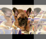Small Photo #4 French Bulldog Puppy For Sale in POMONA, CA, USA
