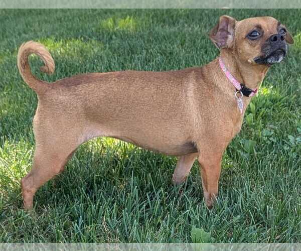 Medium Photo #7 Chug Puppy For Sale in Shelbyville, TN, USA