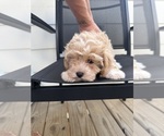 Puppy Bella Maltipoo