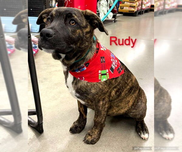 Medium Photo #5 American Pit Bull Terrier-Labrador Retriever Mix Puppy For Sale in White Bluff, TN, USA