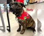 Small #4 American Pit Bull Terrier-Labrador Retriever Mix