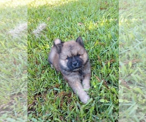 Chow Chow Puppy for sale in LAKELAND, FL, USA