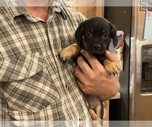 Puggle Puppy for Sale in BLUFORD, Illinois USA
