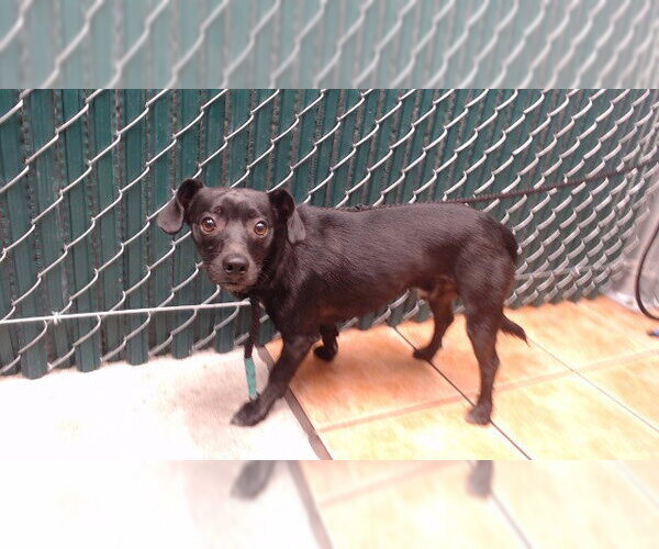 Medium Photo #1 Chihuahua Puppy For Sale in Downey, CA, USA