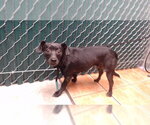 Small Chihuahua