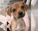 Small Photo #5 Beagle-Unknown Mix Puppy For Sale in New York, NY, USA