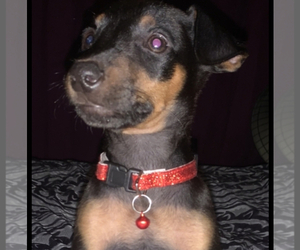 Doberman Pinscher Puppy for sale in CORONA, CA, USA