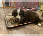 Puppy 1 Australian Shepherd