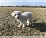 Small Photo #3 Bichon Frise Puppy For Sale in New Albany, OH, USA