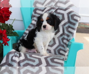 Cavalier King Charles Spaniel Puppy for sale in SHILOH, OH, USA