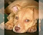 Small Photo #2 American Pit Bull Terrier-Unknown Mix Puppy For Sale in Chester, VA, USA