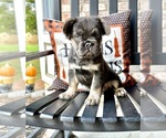 Image preview for Ad Listing. Nickname: AKC FLUFFY Moka