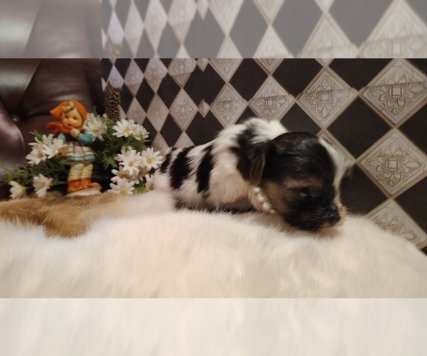 Medium Photo #4 Yorkshire Terrier Puppy For Sale in SAN ANTONIO, TX, USA