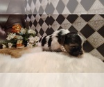 Small #3 Yorkshire Terrier