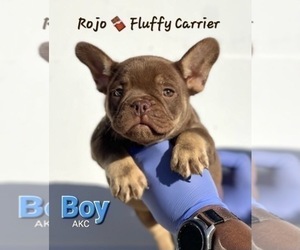 French Bulldog Puppy for sale in COLUMBUS, OH, USA