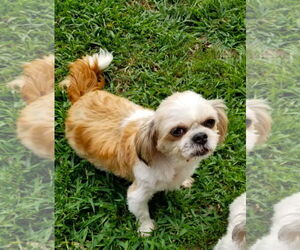 Shih Tzu Dogs for adoption in Tonka Bay, MN, USA