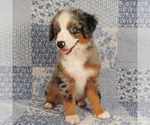 Small #6 Miniature Australian Shepherd