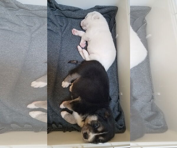 Medium Photo #21 Great Pyrenees-Unknown Mix Puppy For Sale in Houston, TX, USA