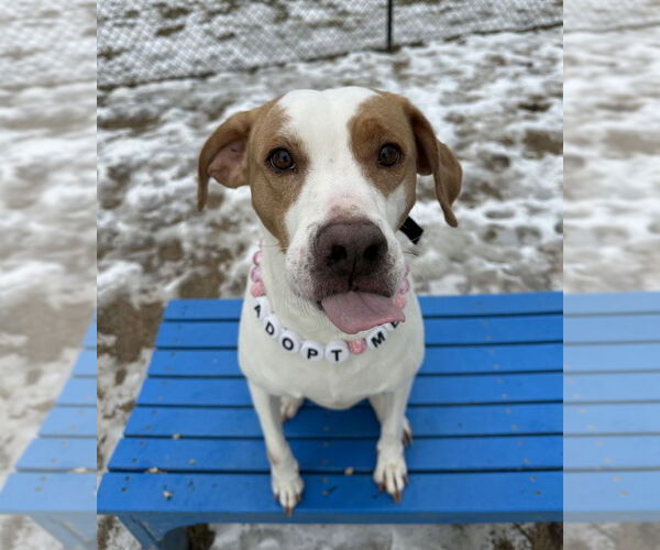 Medium Photo #2 Mutt Puppy For Sale in Evansville, IN, USA