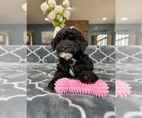 Medium Photo #4 Poodle (Miniature) Puppy For Sale in GREENFIELD, IN, USA