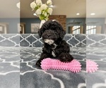 Small Photo #4 Poodle (Miniature) Puppy For Sale in GREENFIELD, IN, USA
