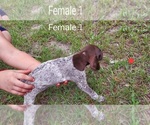 Small Photo #12 German Shorthaired Pointer Puppy For Sale in FORT WHITE, FL, USA