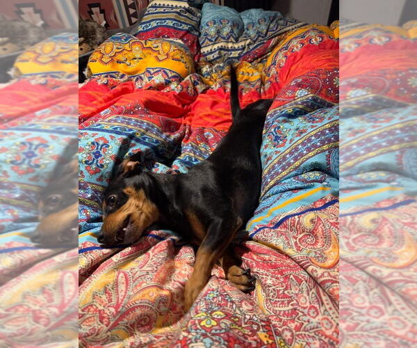 Medium Photo #4 Dachshund-Unknown Mix Puppy For Sale in Williamsburg, NM, USA