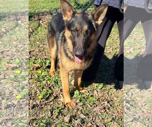 German Shepherd Dog Dogs for adoption in Montgomery, AL, USA