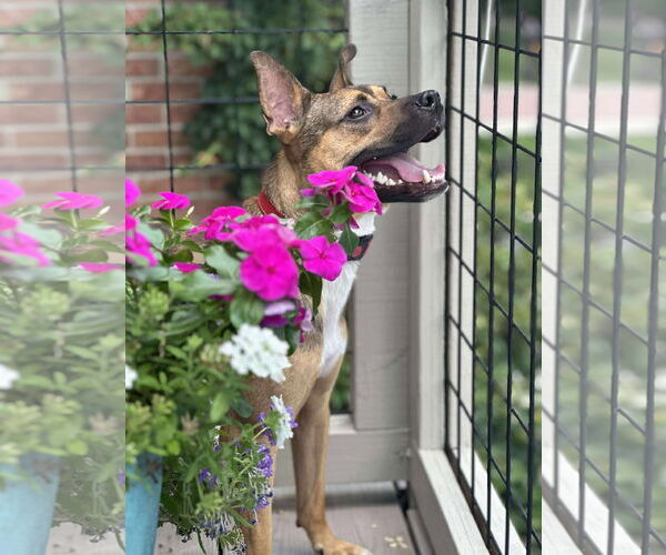 Medium Photo #1 Mutt Puppy For Sale in Germantown, OH, USA