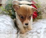 Small Photo #13 Pembroke Welsh Corgi Puppy For Sale in SHILOH, OH, USA