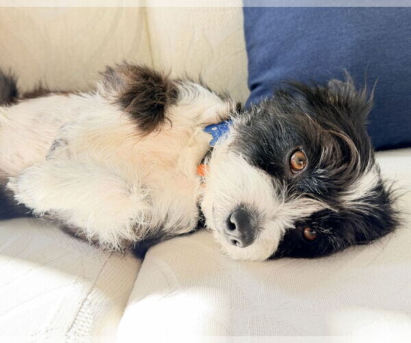 Medium Photo #10 Mutt Puppy For Sale in Corona, CA, USA