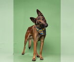 Small #6 German Shepherd Dog Mix