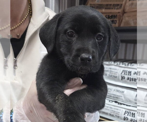 Medium Photo #2 Borador Puppy For Sale in Brooklyn, NY, USA
