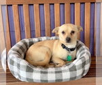 Small Chihuahua Mix