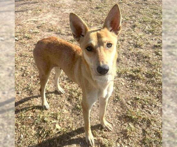 Medium Photo #2 German Shepherd Dog-Unknown Mix Puppy For Sale in Conroe, TX, USA