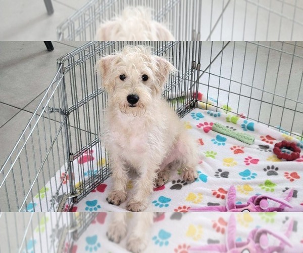 Medium Photo #9 Schnoodle (Miniature) Puppy For Sale in ORO VALLEY, AZ, USA