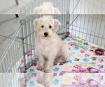 Small #8 Schnoodle (Miniature)