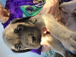 Mastiff Puppy for sale in SANTA BARBARA, CA, USA