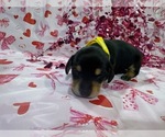 Small Photo #16 Dachshund Puppy For Sale in BOLIVAR, MO, USA