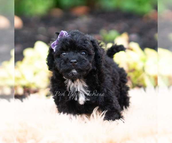 Medium Photo #2 Maltipoo (Miniature) Puppy For Sale in WARSAW, IN, USA