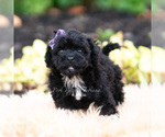 Small #1 Maltipoo (Miniature)