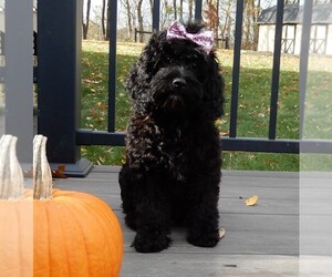 Cockapoo Puppy for sale in MILLERSBURG, OH, USA